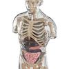 Modello Corpo Umano per Bambini Anatomia Umana Interattiva Modello Parlante Anatomico Realistico Giocattolo Educativo Regali per Bambini di Età 8-13