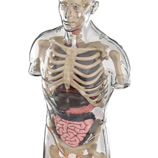 Modello Corpo Umano per Bambini Anatomia Umana Interattiva Modello Parlante Anatomico Realistico Giocattolo Educativo Regali per Bambini di Età 8-13