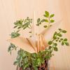 Mori no Kami Natural Wood Set of 150 x 150mm (Foldable Paper), Ultra-Thin, Origami, Cedar, Large, 5,