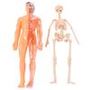 Transparent Science Cognitive Puzzle Toy Plastics Kid Skeleton Model  Kids Toys