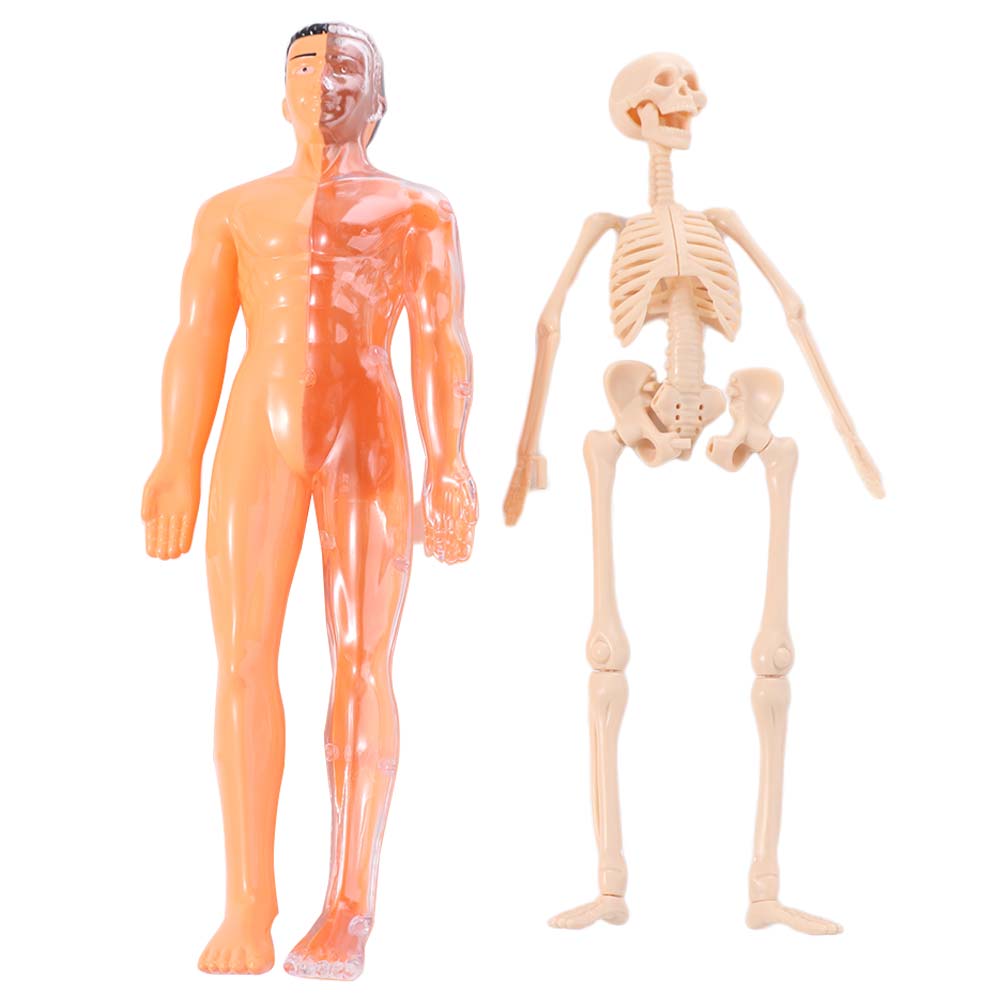 Transparent Science Cognitive Puzzle Toy Plastics Kid Skeleton Model  Kids Toys
