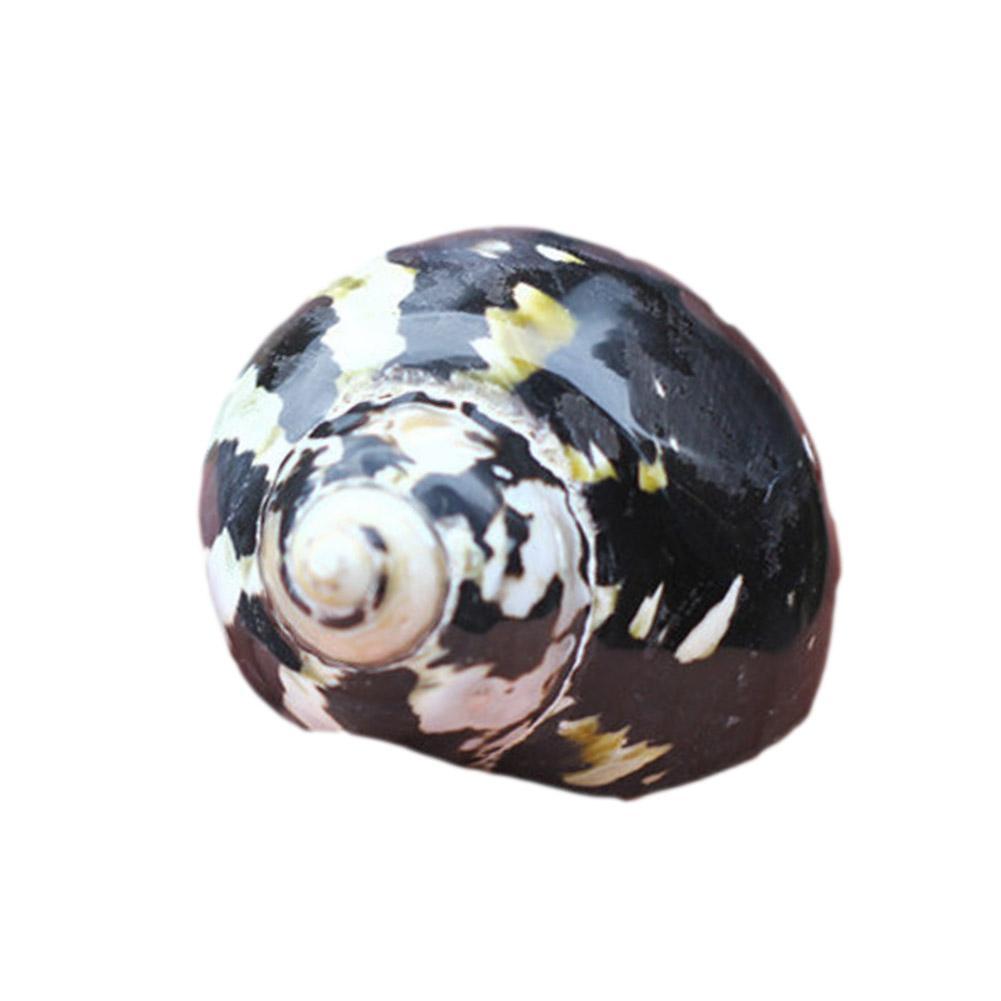 King Cong Shell Satın alın Natural Conch Shell Black King Kong Snails Live In ...