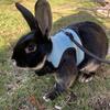 Stylish Rabbit Harness and Leash Set Breathable Pet Chest Strap Pets Supplies Pet Harness  Bunny