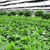 FanHuaRuoSu Hydroponic Pothos Air Purifying Office Plant Set
