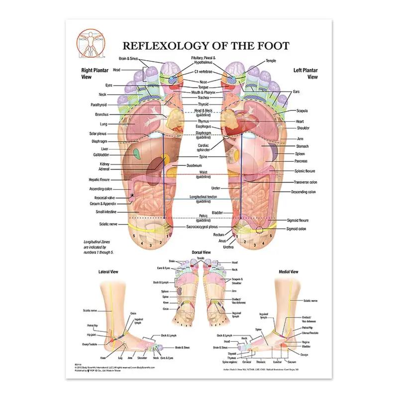 The Body Facial Anatomy Muscle Vessels Detailed Canvas Painting Human Structure Skeleton Education Poster Medical Decoracion