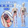 UKYCEORA Full Body Blood Vessel Model, Human Anatomy Model, Educational Skeleton Model, 32cm, Detachable Parts, Full Body Transparent, Educational Toy