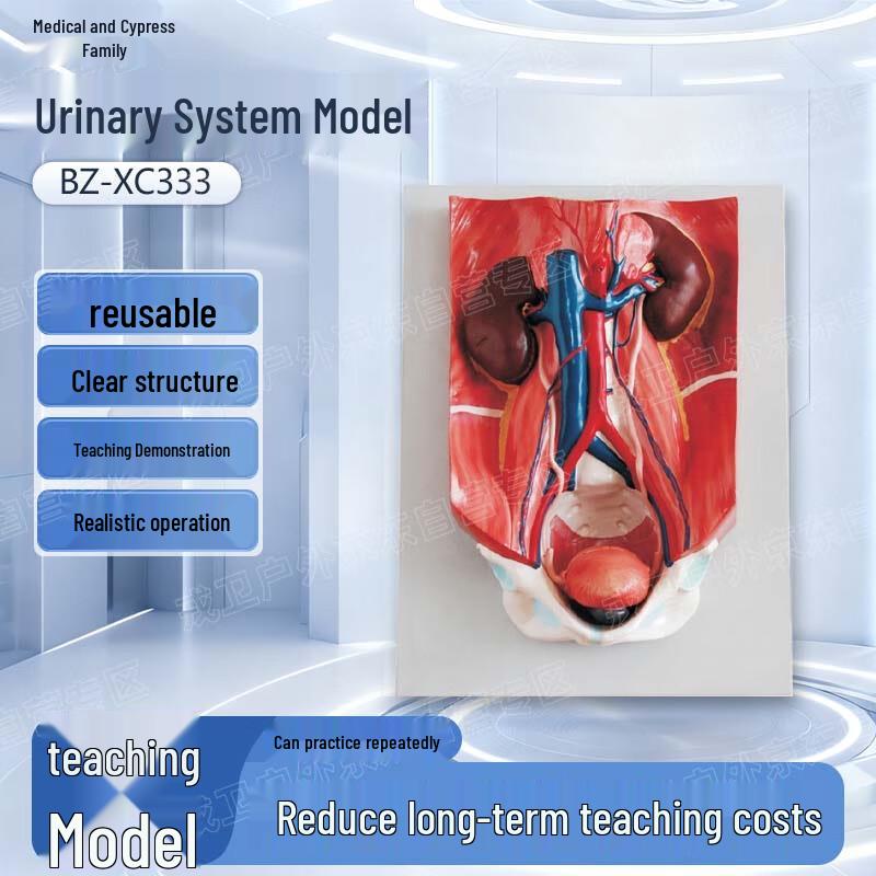 Yibaike Urinary System Training Model