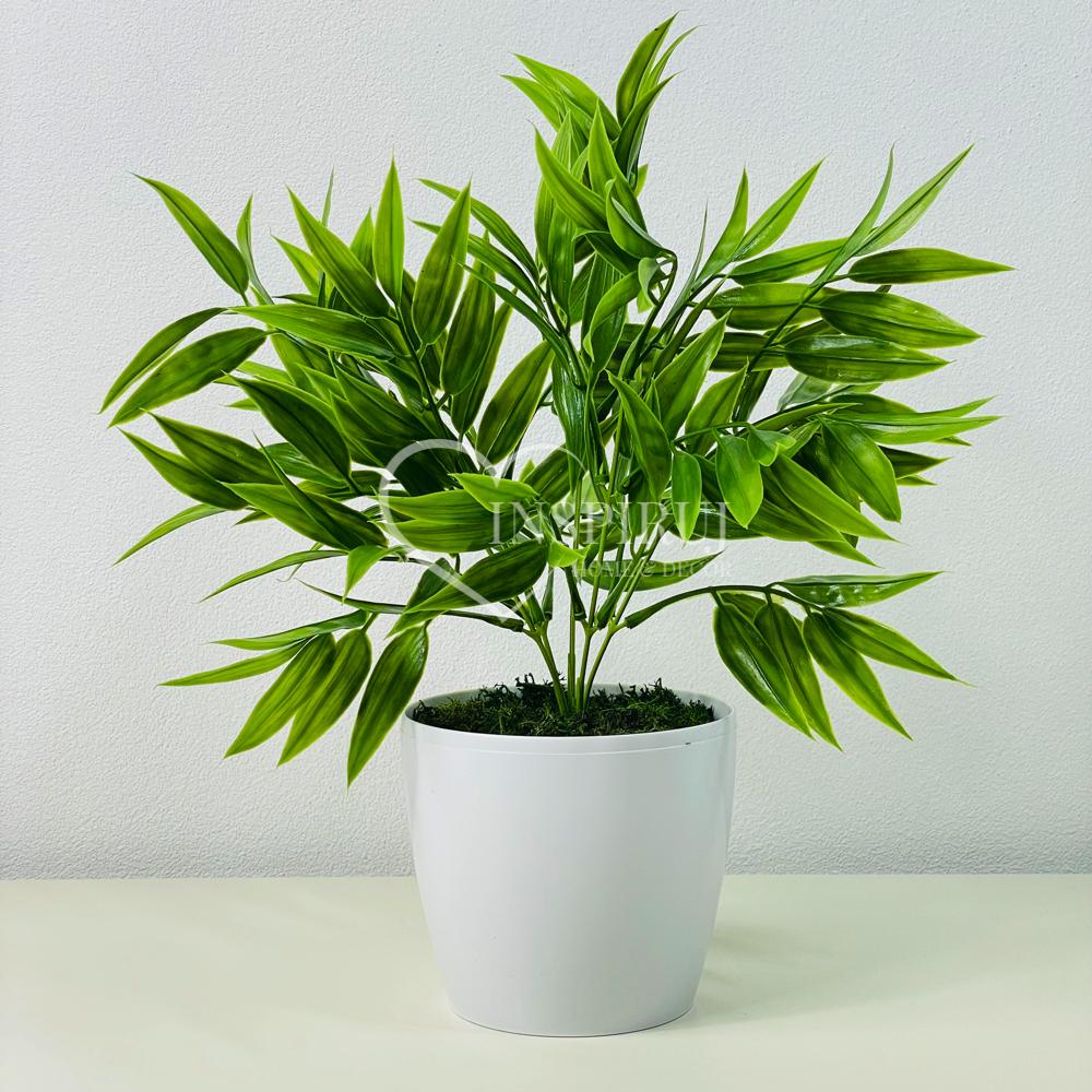 Kwiatek doniczkowy - ruskus zielony 25 cm
