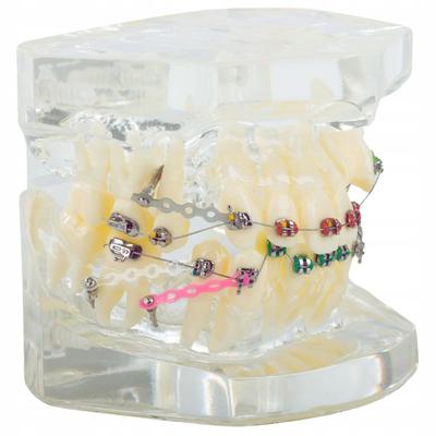 Dental Model Apparatus (100) / 60