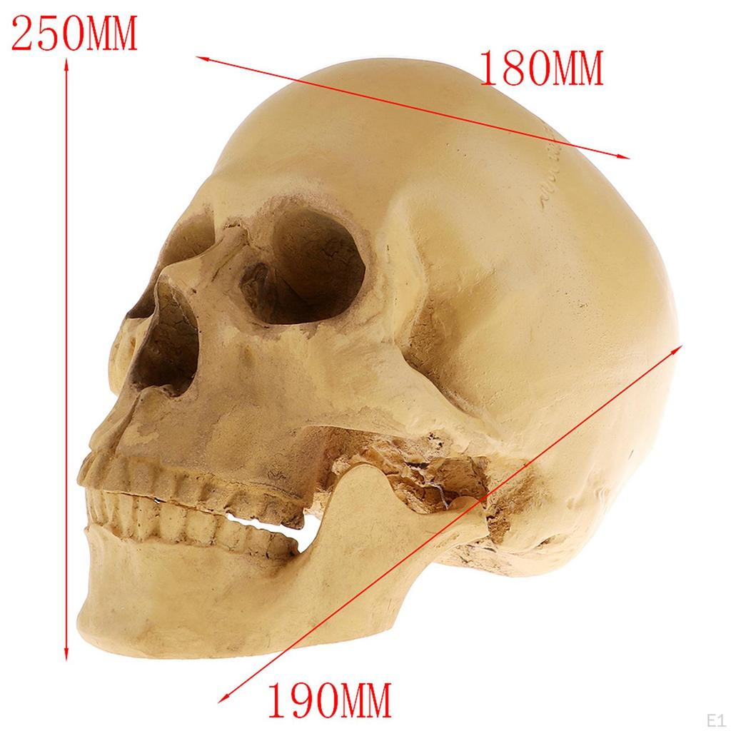: 1 Human Resin Skull Decorative Halloween Skeleton Yellow