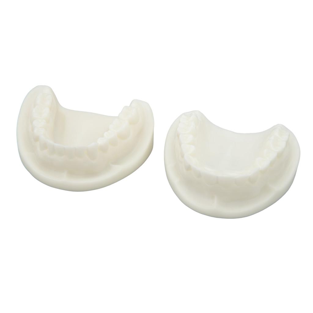 Tooth Model Educational Simulation White Corundum Dental Model for Teaching Study Supplies