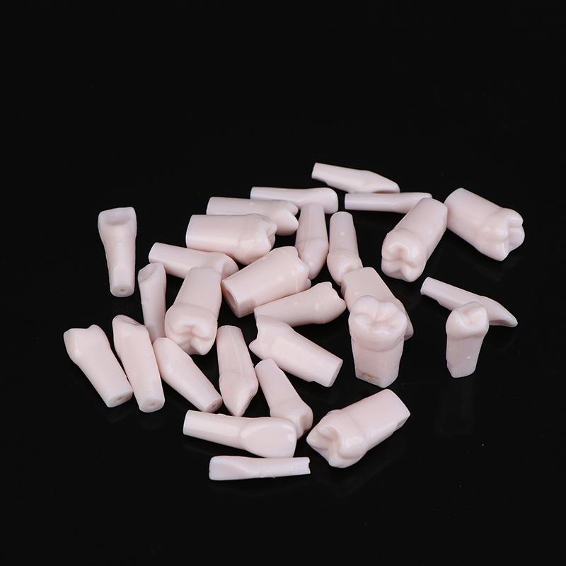 28Pcs Dental Typodont Teeth Replacement Detachable Screw-In Standard Teeth For Dentistry Preparation Training Teach