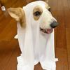 Cosplay Costume, New Halloween Ghost Dog Cosplay Horror Decoration Party Pet Cape Hood