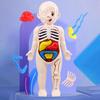 1 Set Interactive Human Body Model Kit 11 Analysis Cards Included Educational DIY Toy for Students Accessories