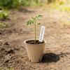 100pack Peat Pots for Seedling Outdoor Garden Germination Nursery Pots Pulps Biodegradables Seedling Starter Pots
