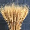 50pcs DIY Craft Dry Wheat Spikes Natural Dried Flowers Dried Wheat Stalks  Christmas Decoration