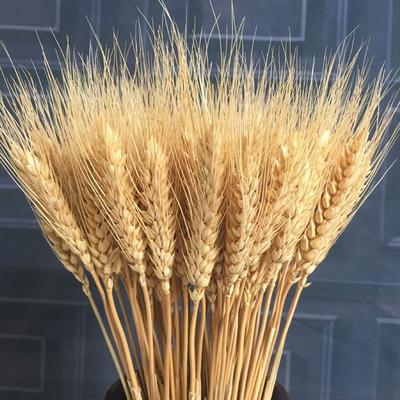 50pcs Rustic Dry Wheat Spikes Natural Dried Flowers Dried Wheat Stalks  Home Kitchen Decoration