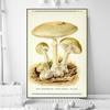 Vintage Mushroom Specimen Canvas Painting Antique Wall Art Herbal Pictures Science Posters and Prints Home Office Decor Cuadros