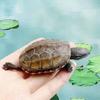 Golden Line Chinese Grass Turtle - Easy-to-Raise Omnivorous Pet for Outdoor Ponds