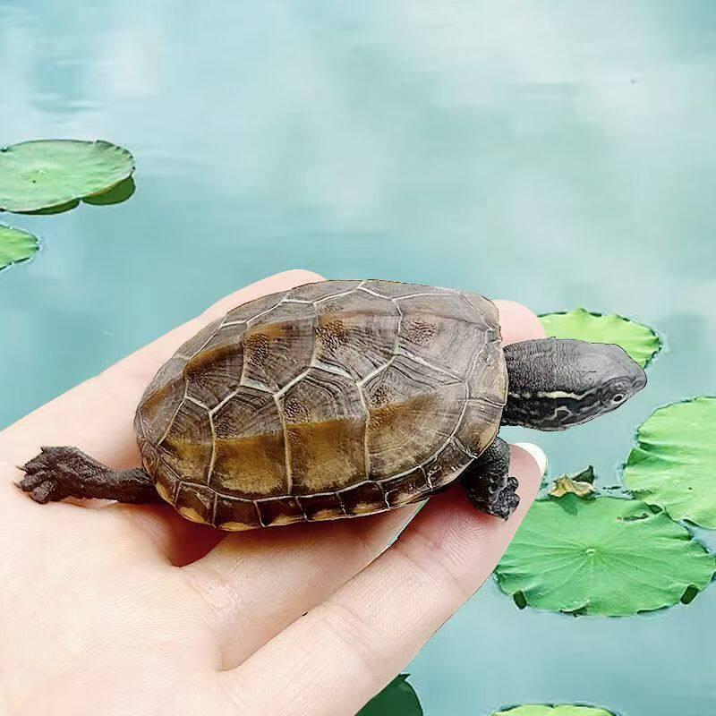 Golden Line Chinese Grass Turtle - Easy-to-Raise Omnivorous Pet for Outdoor Ponds