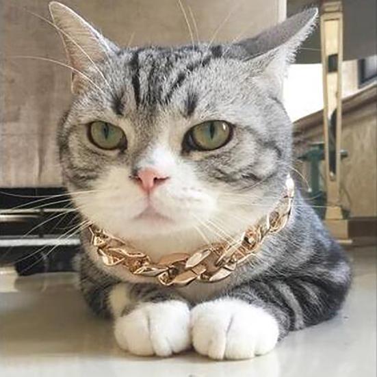 wide cat collar