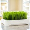 Hydroponic Cat Grass Kit with 5 Pack Seeds Soil Free Cat Grass Planter for Indoor Cats Wheatgrass Growing Kit Gift for Cat Lovers