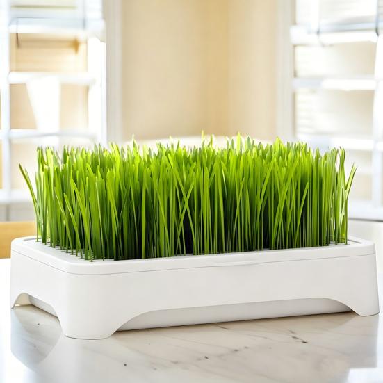 Hydroponic Cat Grass Kit with 5 Pack Seeds Soil Free Cat Grass Planter for Indoor Cats Wheatgrass Growing Kit Gift for Cat Lovers