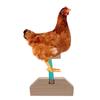 Percha de Madera para Pollo Premium Madera Natural Cómoda Barra para Pájaros de Pie para Pollo Estante de Descanso para Pájaros de Interior Soporte de Juego para Pollitos