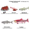 Children's Cognitive Toys: Frog Tadpole Growth Cycle Models