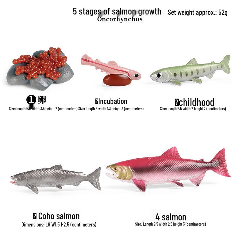 Children's Cognitive Toys: Frog Tadpole Growth Cycle Models