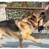 Biting Tug Toys with 2 Handles Jute Dog Chew Toy for Small Dogs Playing