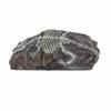 Aquarium Dinosaur Reliquiae Decoration Reptile Resin Dinosaur Reliquiae Rock Hideout for Fish Tank Aquarium