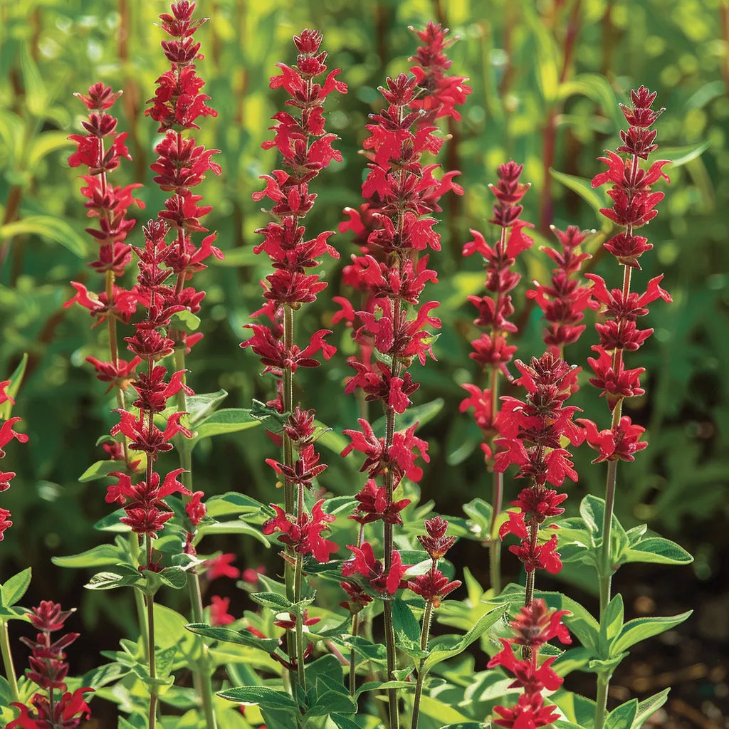 

100 насіння червоного шавлії (Шавлія червона (Salvia coccinea scarlet).)