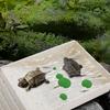Small Pet Turtle Resting Basking Platform with Feeding Dish Reptiles Tortoises Climbing Ladder Plastic Habitat Decors