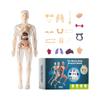 Dětská figurína, interaktivní vědecká sada, vzdělávací anatomická hračka, model lidské stavby, vzdělávací hračky