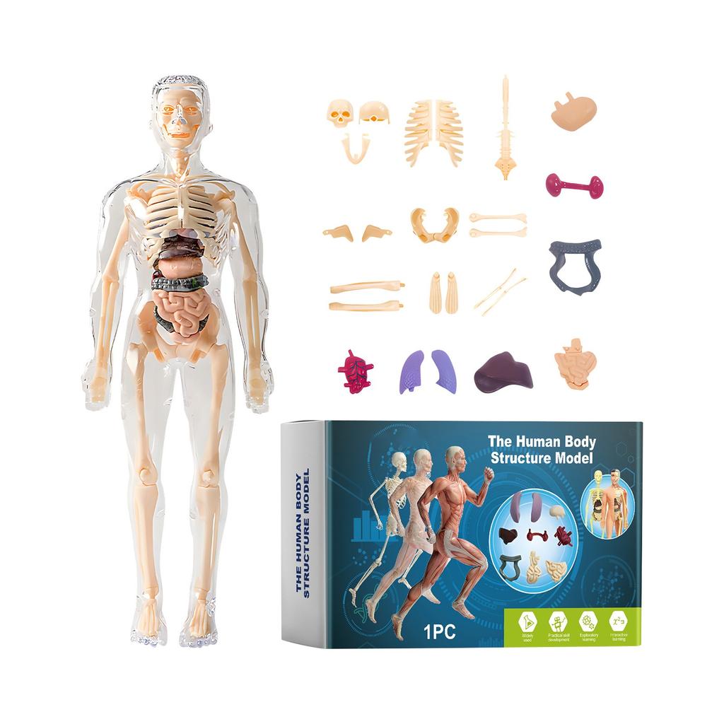 Dětská figurína, interaktivní vědecká sada, vzdělávací anatomická hračka, model lidské stavby, vzdělávací hračky