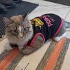 Summer Cotton Sphynx Cat T Shirt Vest for Small Cats Gotas Princess Print Pet Dog Clothes Garfield Kedi Shirts mascotas Clothing
