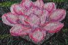 Cross Stitch Kit Abris Art Plants On a Black Background