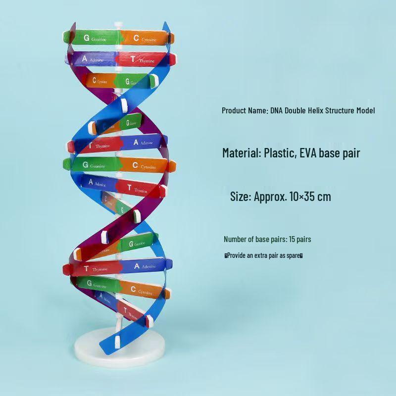DNA Double Helix Model Kit for Biology Education - DIY Science Toy for Middle & High School Students
