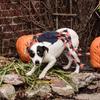 Creative Pet Spider Costume Furry Cat Cosplay Costume Funny Pet Spider Harness  Photo Celebration