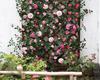 Artificial Rose Vine for Outdoor Decor - Hanging, Shading & Balcony Beautification