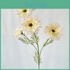 African Gerbera Jamesonii Bolus Wedding Decor For Home And Event Use