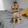 Adjustable Cats Recovery Jumpsuit Cotton Protective Garment Prevents Licking Promotes Healing For Spayed Female Cats