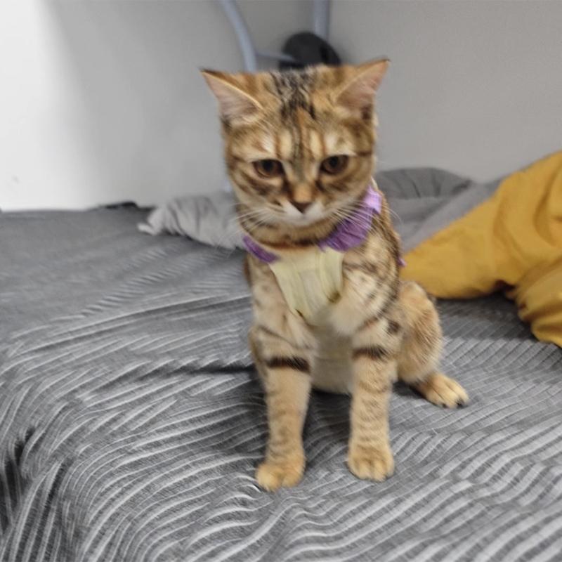 Adjustable Cats Recovery Jumpsuit Cotton Protective Garment Prevents Licking Promotes Healing For Spayed Female Cats