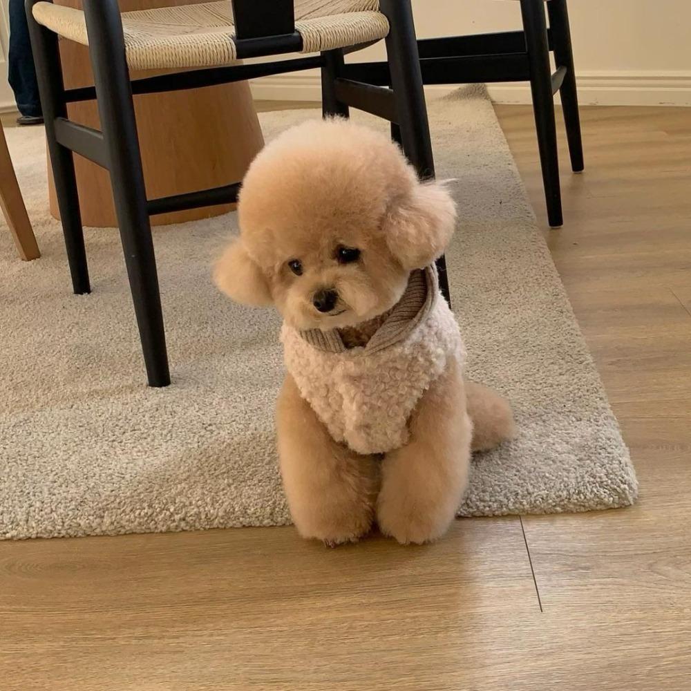 Pretty Fashion Design Dog Clothes with Hat Warm Coffee White Green Winter Dog Coat Puppy Costumes Vest for Small Medium Dogs