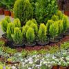 Soil for Conifers 50L Substrate for Thuja Spruces