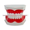 Large Kindergarten Oral Health Toothbrushing Model for Early Education