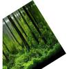 Fundo de Aquário Tanque de 10 Galões Pôster de Aquário Imagem de Fundo de Floresta de Aquário Fundo de Aquário Adesivo de PVC Tanque de Floresta Subaquática Pôster