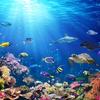 1pc Vibrant Underwater World Shower Curtain - Digital Printed Polyester, Colorful Marine Life,  Includes Hooks, Ocean Theme