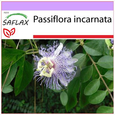 Passiflora sauvage - 5 graines - Passiflora incarnata